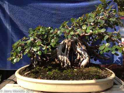 Large ficus